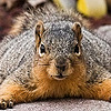 GiadaSquirrel's avatar