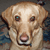 Giggle-Loop's avatar
