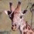giraffeplz's avatar