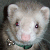 Glitch-Da-Ferret's avatar