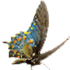 grapehyacinth's avatar