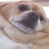 GrassHopperGhost's avatar