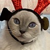Greeeeeeeny's avatar