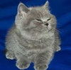 GreilyMoon's avatar