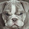 GreyBulldog's avatar
