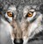 greywolf03's avatar