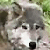 GreyWolf09's avatar