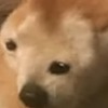 gulgsaskid's avatar