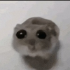 HamsterSxars's avatar