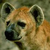 happily-morbid-hyena's avatar