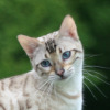 Hawkblossom45's avatar