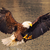 Hawkflight120's avatar