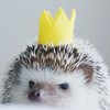 hedgehog19's avatar