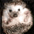 hedgehogpie's avatar