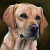 helens-pet-portraits's avatar