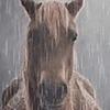 HeliCoron's avatar
