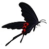 HellButterfly13's avatar