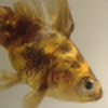 hello-big-fish's avatar