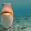 HeloFish8918's avatar
