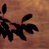 henna-blooming's avatar