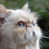 hereincognito's avatar