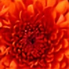 hieucocc's avatar