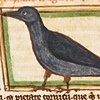 HilitedDragon-Bird's avatar