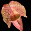 HLLindsay's avatar