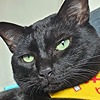Hobbibu's avatar