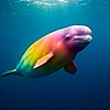 holymolybeluga's avatar