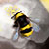 honeybeechronicles's avatar