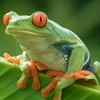 hoppyfrogs's avatar