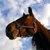 horse1plz's avatar