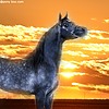 horseart4ever's avatar