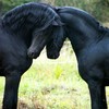 horsecrystaleffect's avatar