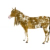HorseDamaskus's avatar