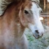horselover2158's avatar
