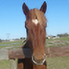 horselover6000's avatar
