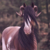 horseluv01's avatar