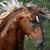 HorseLuver4Ever's avatar