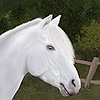horsewaves's avatar