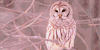 House-Of-Owls's avatar