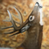 huntinghunter1's avatar