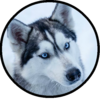 Husky-Man's avatar