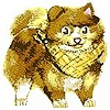 huskyboop's avatar