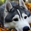HuskySoda's avatar