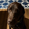 Iancody99's avatar