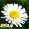icesia's avatar