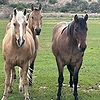 ILovemyhorSeForever's avatar
