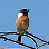 Im-a-Bird's avatar